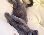 Кошки в Мелеузе: Вязка с шотландским вислоухим котом, 1 000 руб. - фото 2