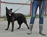 Собаки в Москве: Дружелюбный пёс Карлос из приюта, ищет дом Мальчик, 10 руб. - фото 7