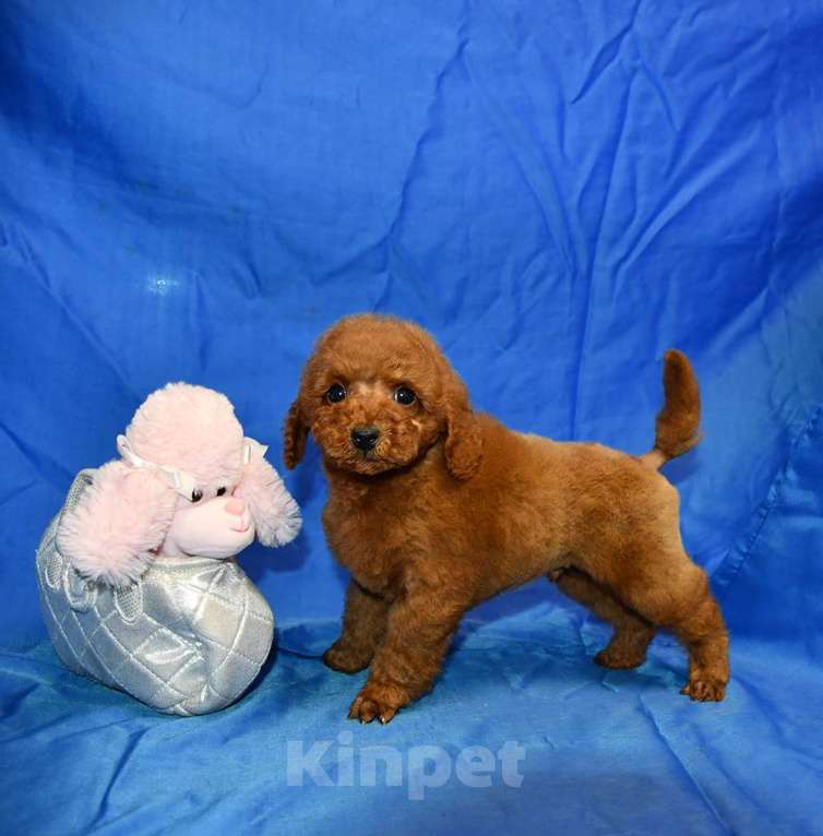 Собаки в Долгопрудном: Пуделя щенок миниатюрный рыжий мальчик   УНО МОМЕНТО  Мальчик, 200 000 руб. - фото 4