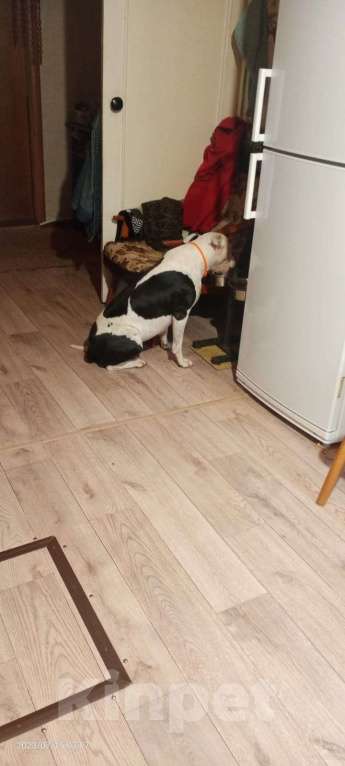 Собаки в Москве: Отдам питбуля в добрые руки Мальчик, Бесплатно - фото 8