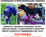 Собаки в других городах Московской области: Пропала Рира! Девочка, 15 000 руб. - фото 1