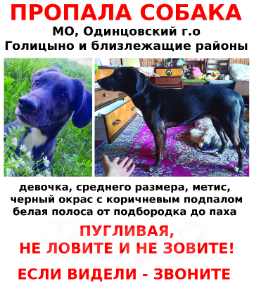 Собаки в других городах Московской области: Пропала Рира! Девочка, 15 000 руб. - фото 1