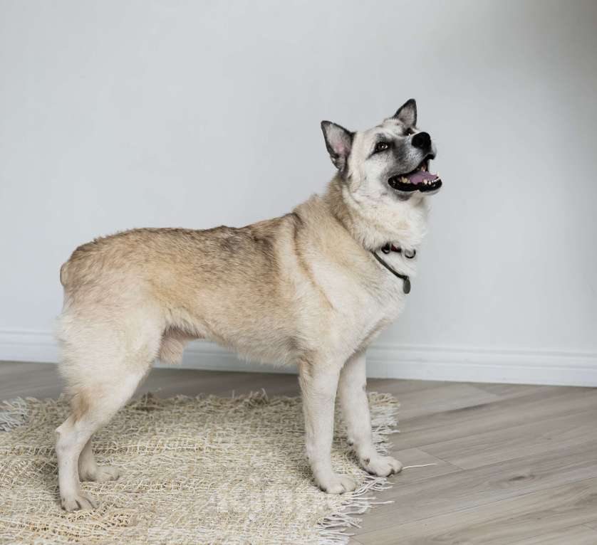 Собаки в Москве: Бинго Мальчик, Бесплатно - фото 7