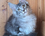 Кошки в Москве: Котенок 3 Мальчик, 60 000 руб. - фото 2
