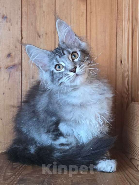 Кошки в Москве: Котенок 3 Мальчик, 60 000 руб. - фото 2