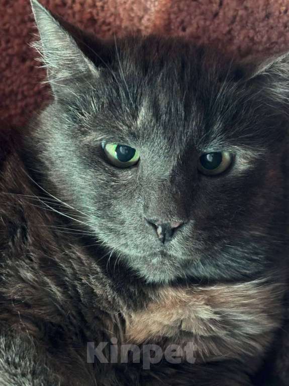 Кошки в Санкт-Петербурге: Кругленькая, смешная и очень трогательная Кася Девочка, Бесплатно - фото 1