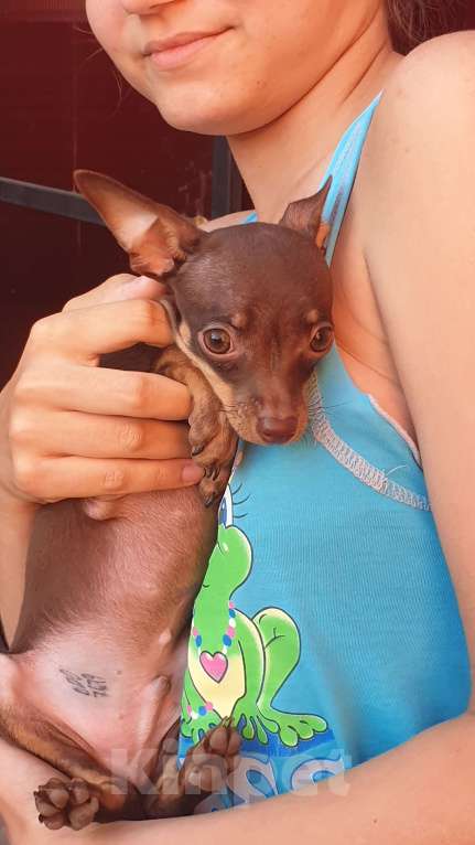 Собаки в Оренбурге: Щенок породы Русский той- Бонни Хан Браун  Мальчик, 50 000 руб. - фото 4