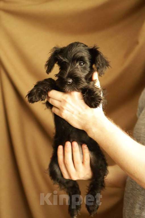 Собаки в Челябинске: Щенок цвергшнауцера Девочка, 45 000 руб. - фото 2