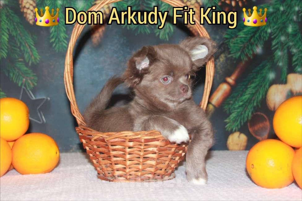 Собаки в Саратове: Лиловый малыш  Мальчик, 45 000 руб. - фото 5