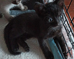 Кошки в Вологде: Котик  Мальчик, Бесплатно - фото 2