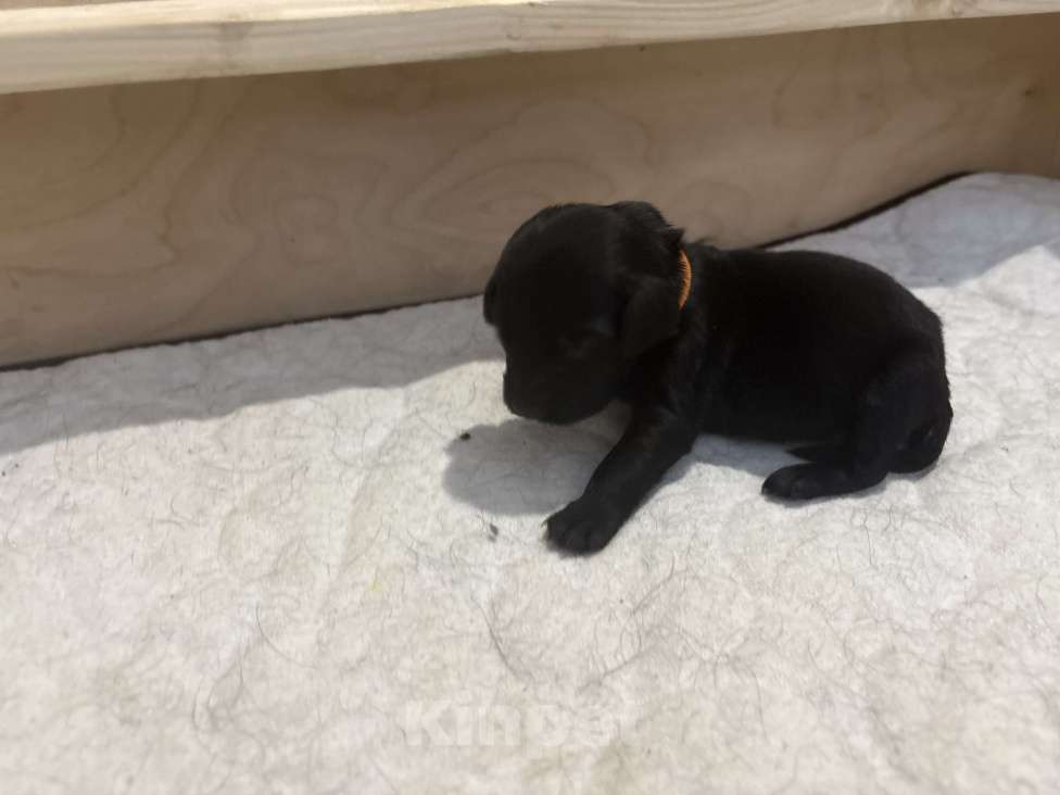 Собаки в Москве: Бронируем щенков прямошерсного ретривера флэт Девочка, 75 000 руб. - фото 3