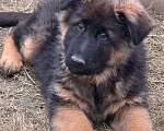 Собаки в Балашихе: шикарные щенки немецкой овчарки (д/ш) Мальчик, 70 000 руб. - фото 4