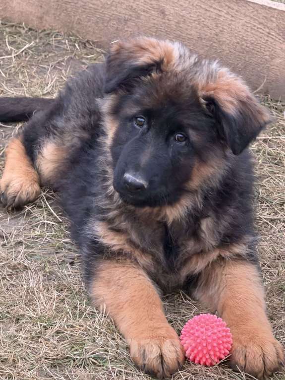 Собаки в Балашихе: шикарные щенки немецкой овчарки (д/ш) Мальчик, 70 000 руб. - фото 4