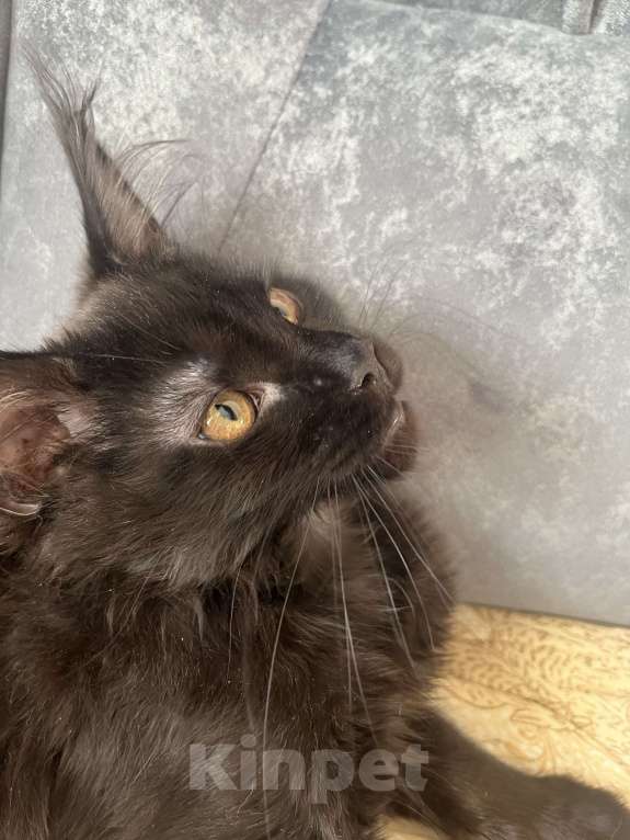 Кошки в Санкт-Петербурге: Баунти Девочка, 15 000 руб. - фото 3