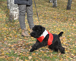 Собаки в Нижнем Новгороде: подрощенный мальчик черного цвергшнауцера Мальчик, 35 000 руб. - фото 3