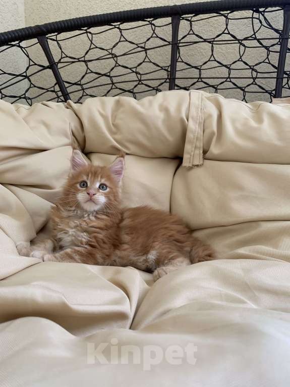 Кошки в Москве: Котёнок Мейн кун от чемпиона  Мальчик, 50 000 руб. - фото 7