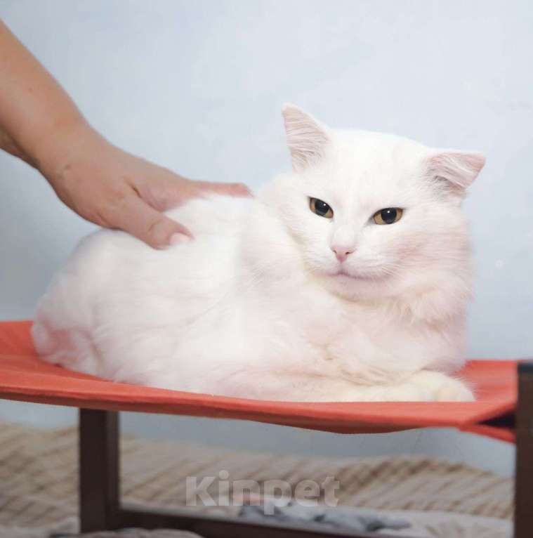 Кошки в Москве: Пушистого белого котика выкинули хозяева 💔 Теперь он никому не нужен Мальчик, Бесплатно - фото 2