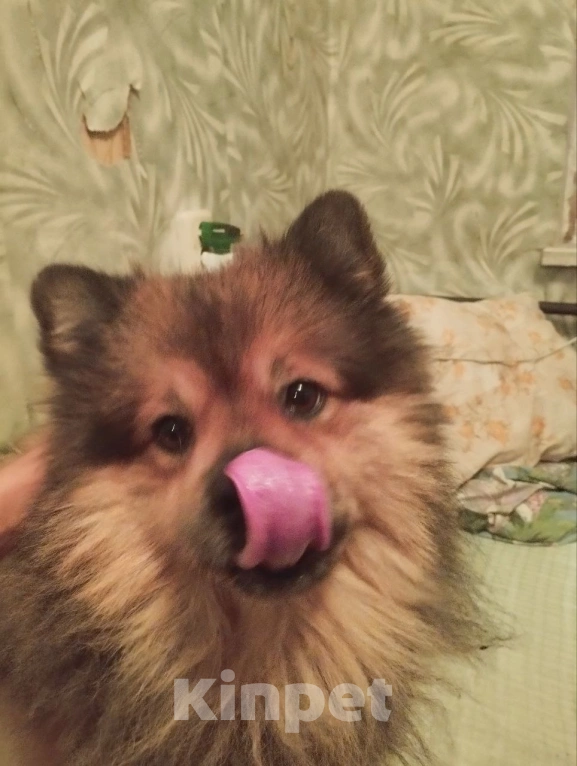 Собаки в Липецке: потерялась собака Мальчик, Бесплатно - фото 3