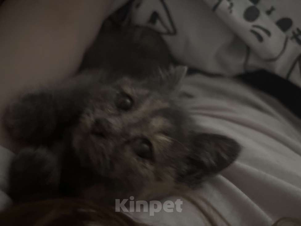 Кошки в Оренбурге: Британский короткошерстный котенок девочка  Девочка, Бесплатно - фото 2