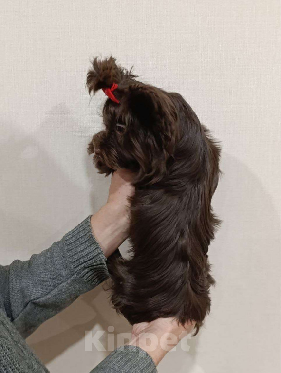 Собаки в Москве: Очаровательный парень шоколадного йорка в поиске лучших родителей Мальчик, 90 000 руб. - фото 7