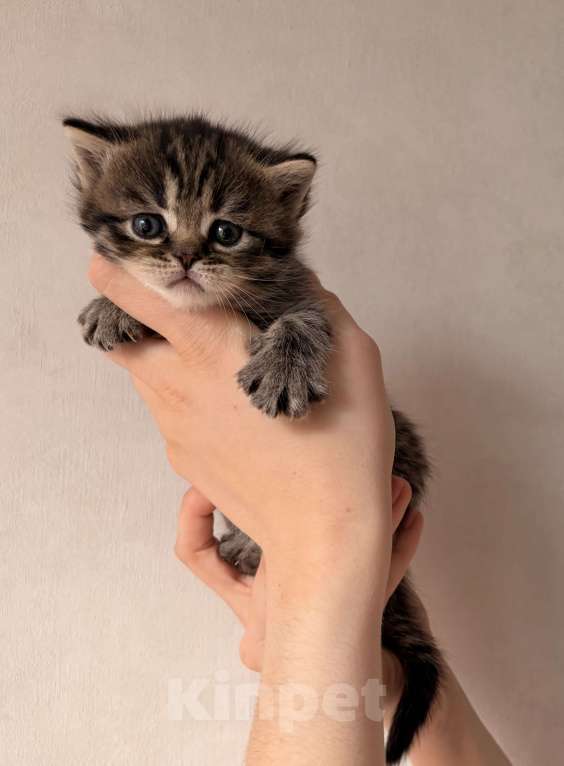 Кошки в Москве: Моника Девочка, 15 000 руб. - фото 2