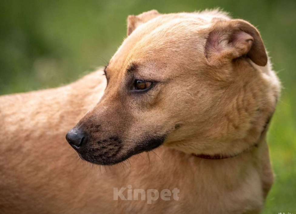 Собаки в других городах Владимирской области: Пропала рыжая собака по имени Белка Девочка, 15 000 руб. - фото 2