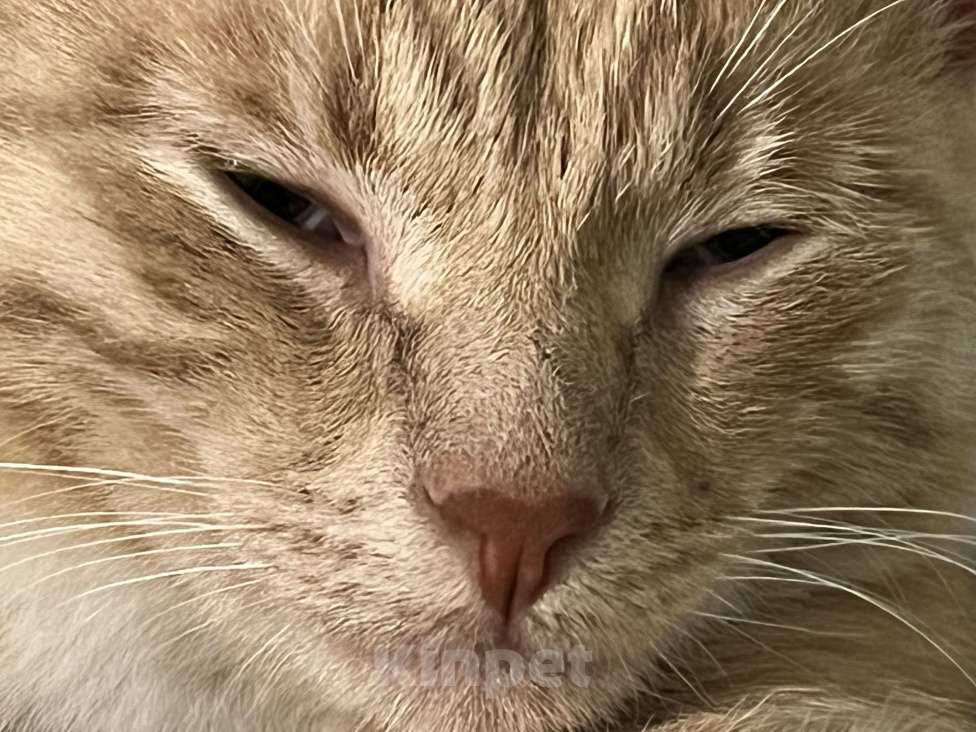 Кошки в Москве: Невероятно ласковый котик Лари хочет в добрые ручки Мальчик, Бесплатно - фото 3