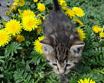 Кошки в Санкт-Петербурге: Малыш котенок 5 недель Мальчик, 200 руб. - фото 8