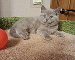 Кошки в Санкт-Петербурге: Нежная британская малышка Девочка, 20 000 руб. - фото 6