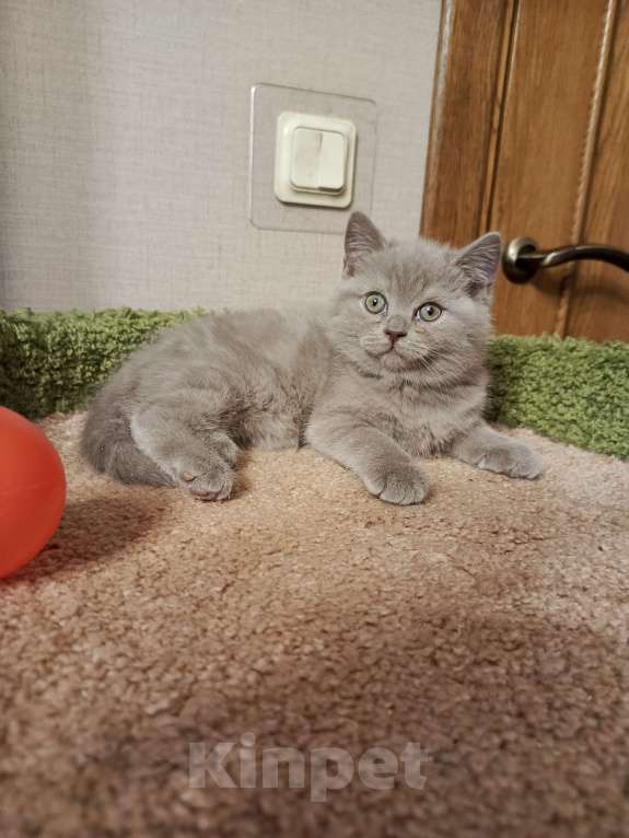 Кошки в Санкт-Петербурге: Нежная британская малышка Девочка, 20 000 руб. - фото 6