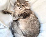 Кошки в Москве: Роскошный пепельный кот Пижон в дар Мальчик, Бесплатно - фото 4
