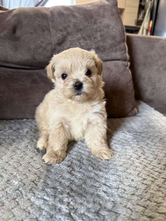 Собаки в Новосибирске: Мальтипу f1 Девочка, 80 000 руб. - фото 2