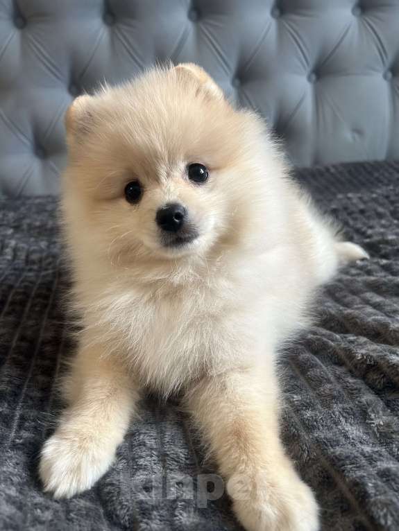 Собаки в Новосибирске: Немецкий шпиц, щенок. Мальчик, 34 000 руб. - фото 2