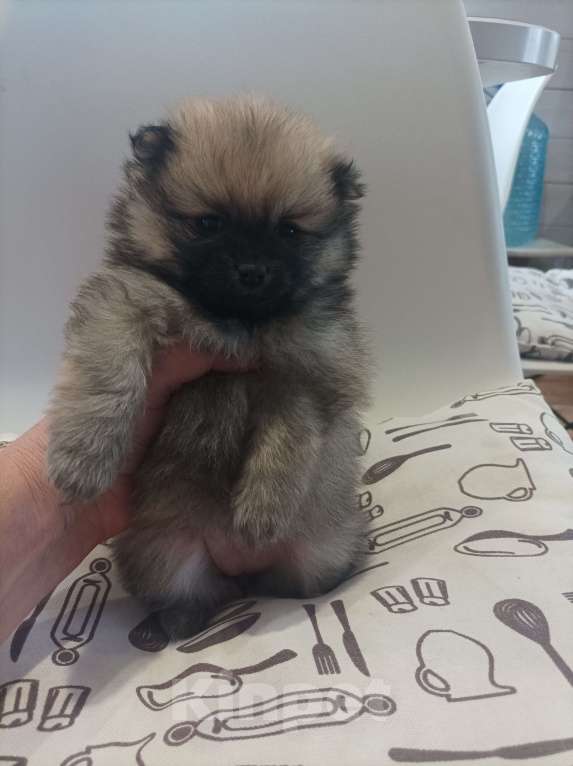 Собаки в Химках: Малыши, рождённые 8 Марта Разнополые, 35 000 руб. - фото 5