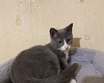 Кошки в Долгопрудном: Котенок в добрые руки Мальчик, Бесплатно - фото 10