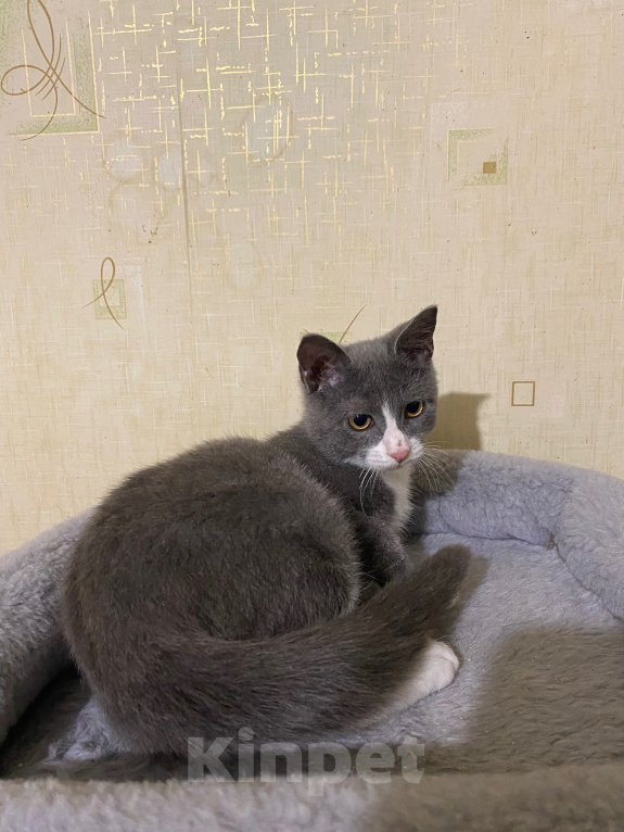 Кошки в Долгопрудном: Котенок в добрые руки Мальчик, Бесплатно - фото 10