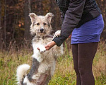 Собаки в Москве: Очаровательный небольшой бородатик Фанни в добрые руки Девочка, 1 руб. - фото 2
