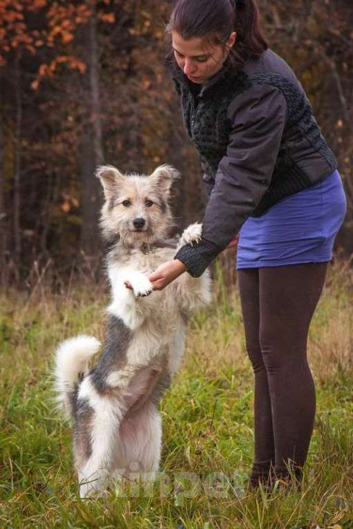 Собаки в Москве: Очаровательный небольшой бородатик Фанни в добрые руки Девочка, 1 руб. - фото 2