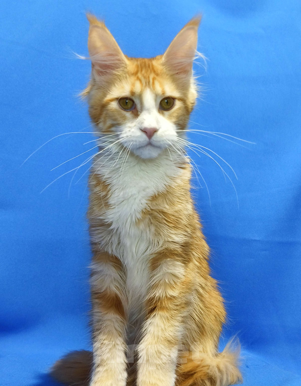 Кошки в Москве: Котенок Мейн-Кун Девочка Девочка, 45 000 руб. - фото 3