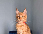 Кошки в Самаре: Котёнок породы Мейн-кун MCO female Lolanta, color d Девочка, 40 000 руб. - фото 4