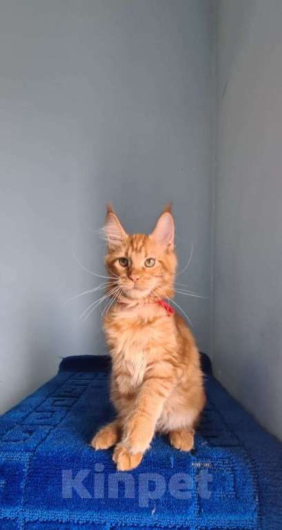 Кошки в Самаре: Котёнок породы Мейн-кун MCO female Lolanta, color d Девочка, 40 000 руб. - фото 4