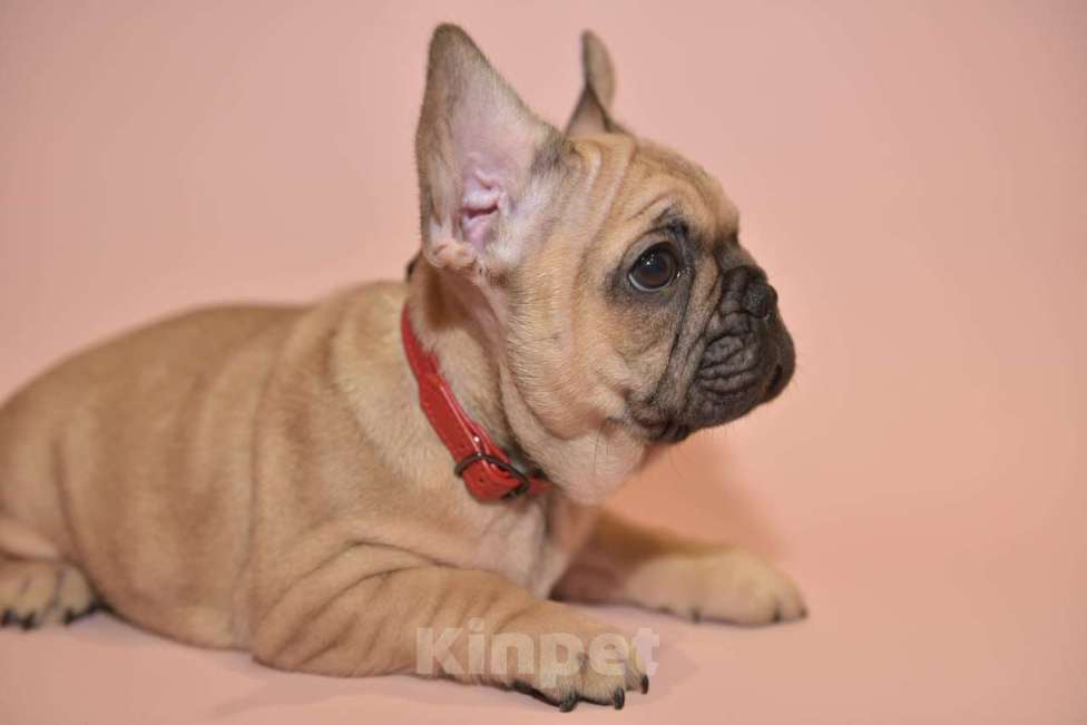 Собаки в Москве: Девочка французского бульдога  Девочка, 50 000 руб. - фото 8