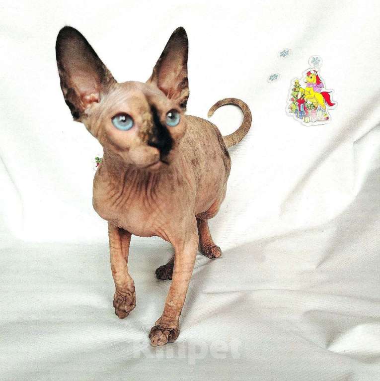 Кошки в Королеве: Синеглазая кошечка канадский сфинкс Девочка, Бесплатно - фото 4