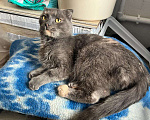 Кошки в Москве: Кошка Дакота ищет дом Девочка, Бесплатно - фото 5