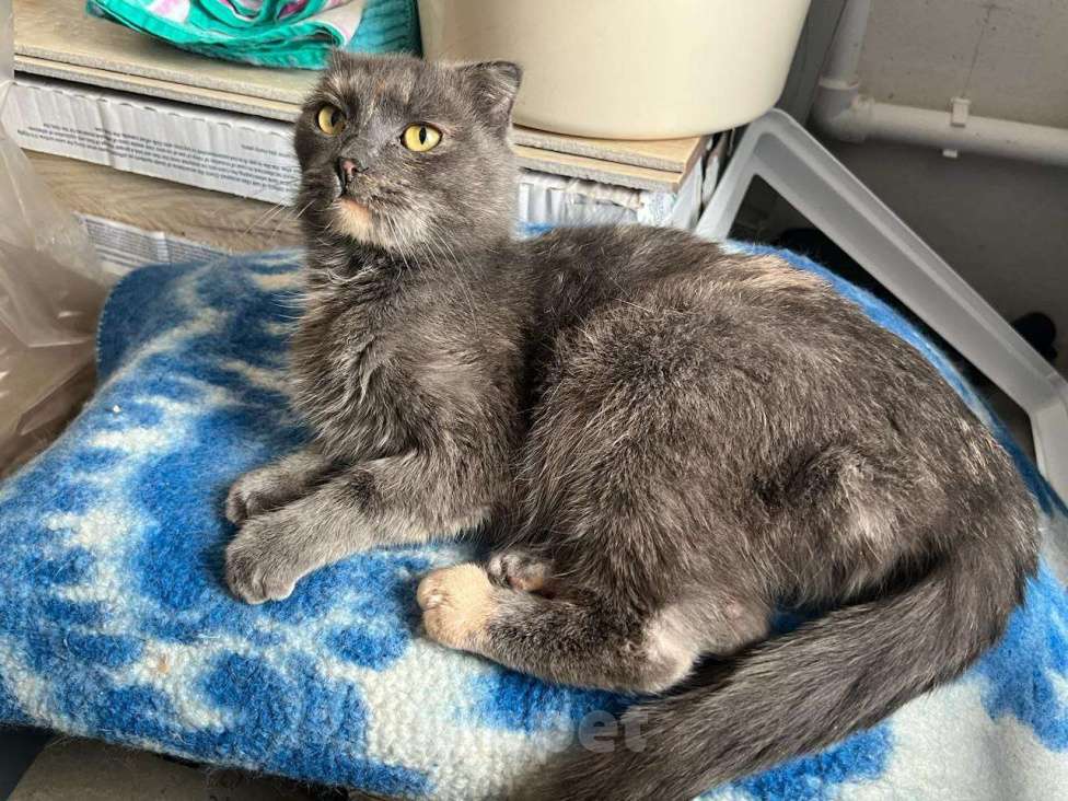 Кошки в Москве: Кошка Дакота ищет дом Девочка, Бесплатно - фото 5