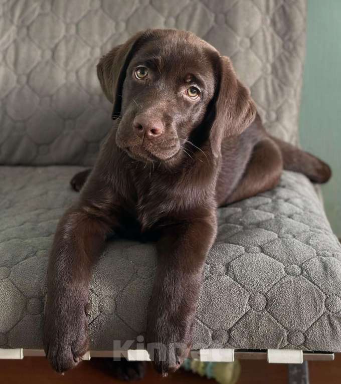 Собаки в Москве: Продам лучшего мальчика из помёта Мальчик, 60 000 руб. - фото 2