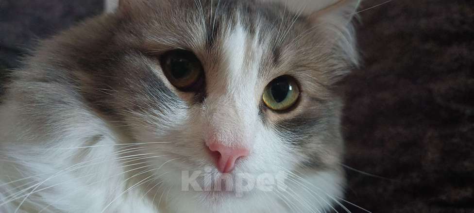 Кошки в Челябинске: Оззи ищет новый дом Мальчик, Бесплатно - фото 3