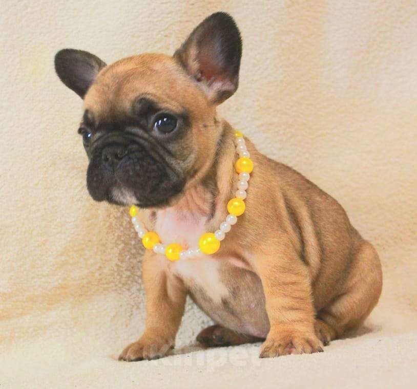 Собаки в Москве: Французский бульдог,девочка Девочка, 130 000 руб. - фото 2