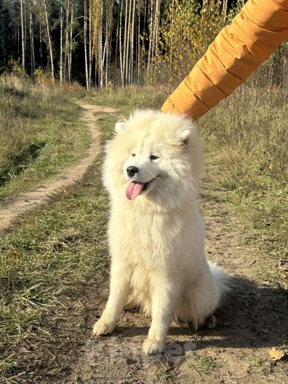 Собаки в Апрелевке: Девочка самоед  Девочка, Бесплатно - фото 3