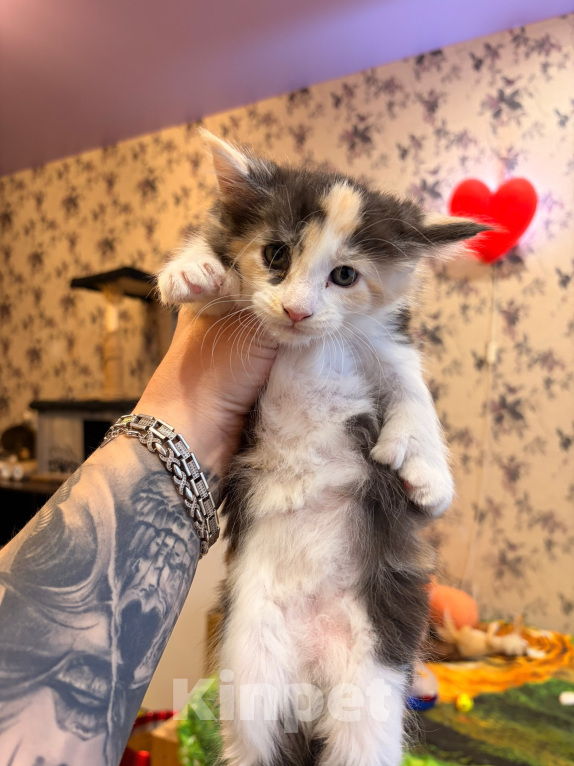 Кошки в Кирове: Девочка Мейн-Кун полидакт чистопородная Девочка, 50 000 руб. - фото 1